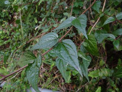 Eupatorium amabile, photographed by 呂一起(Lyu yi-chi)
