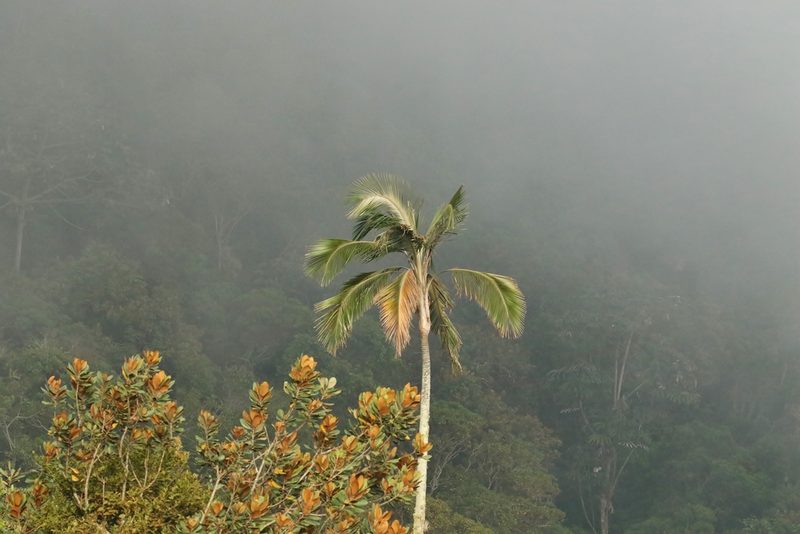 Ceroxylon ceriferum, photographed by Thibaud Aronson
