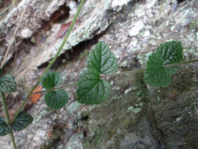Scutellaria playfairii, photographed by 呂一起(Lyu yi-chi)