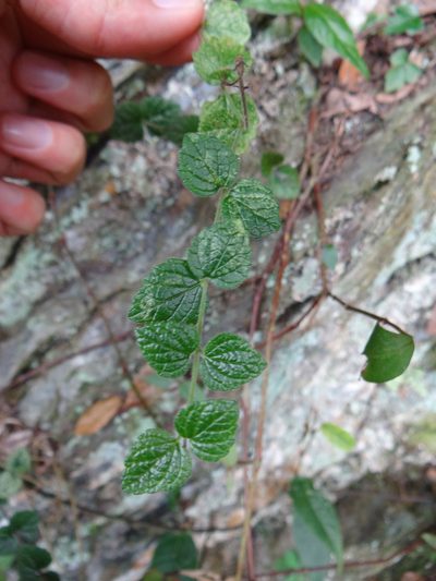 Scutellaria playfairii, photographed by 呂一起(Lyu yi-chi)