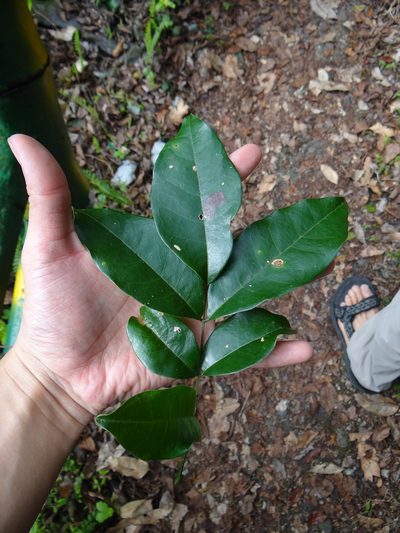 Derris laxiflora, photographed by 呂一起(Lyu yi-chi)