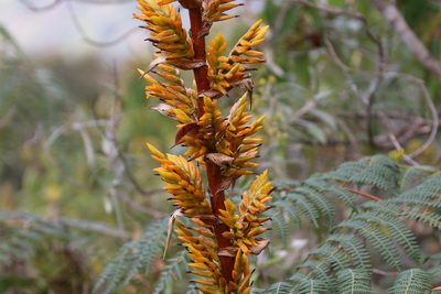 Cipuropsis hospitalis, photographed by Thibaud Aronson