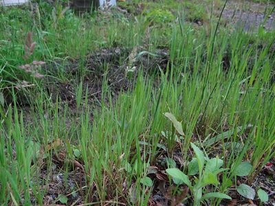 Polypogon fugax, photographed by 呂一起(Lyu yi-chi)