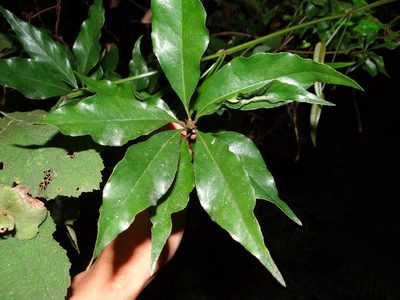 Pittosporum illicioides, photographed by 呂一起(Lyu yi-chi)