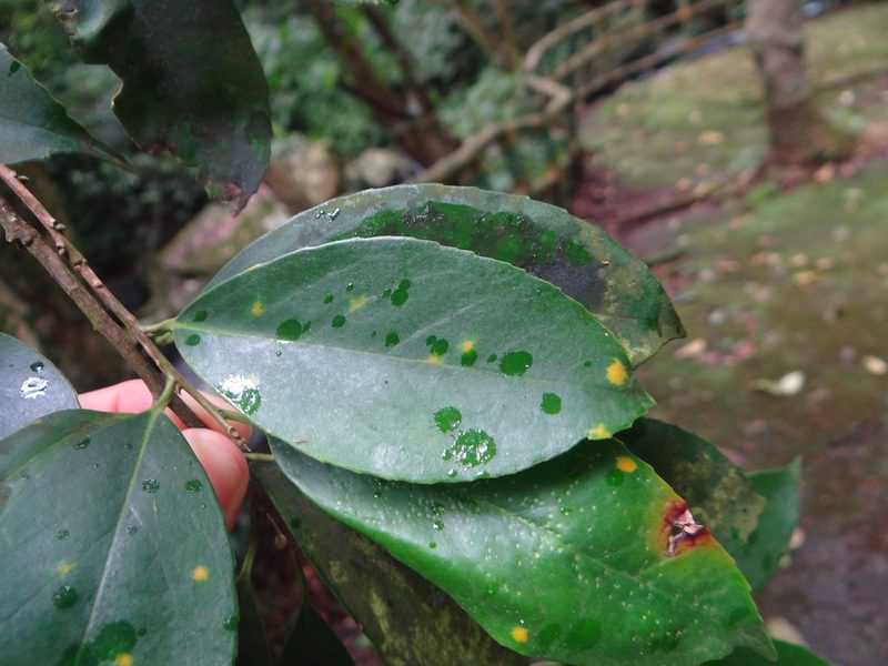 Ilex formosana, photographed by 呂一起(Lyu yi-chi)