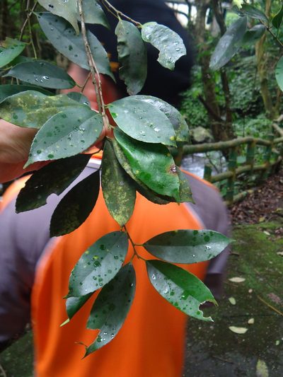 Ilex formosana, photographed by 呂一起(Lyu yi-chi)