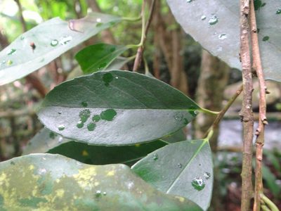 Ilex formosana, photographed by 呂一起(Lyu yi-chi)