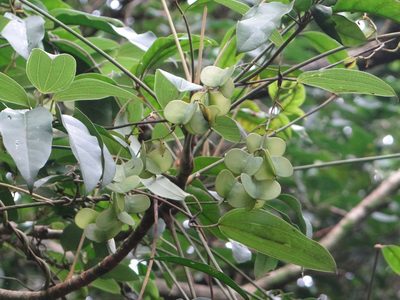 Dioscorea cirrhosa, photographed by 呂一起(Lyu yi-chi)
