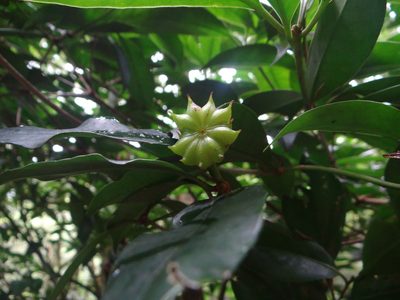 Illicium arborescens, photographed by 呂一起(Lyu yi-chi)