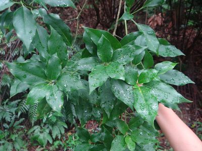 Dendropanax dentigerus, photographed by 呂一起(Lyu yi-chi)