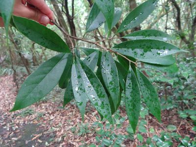 Symplocos theophrastifolia, photographed by 呂一起(Lyu yi-chi)