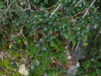 Rhamnus parvifolia, photographed by 呂一起(Lyu yi-chi)