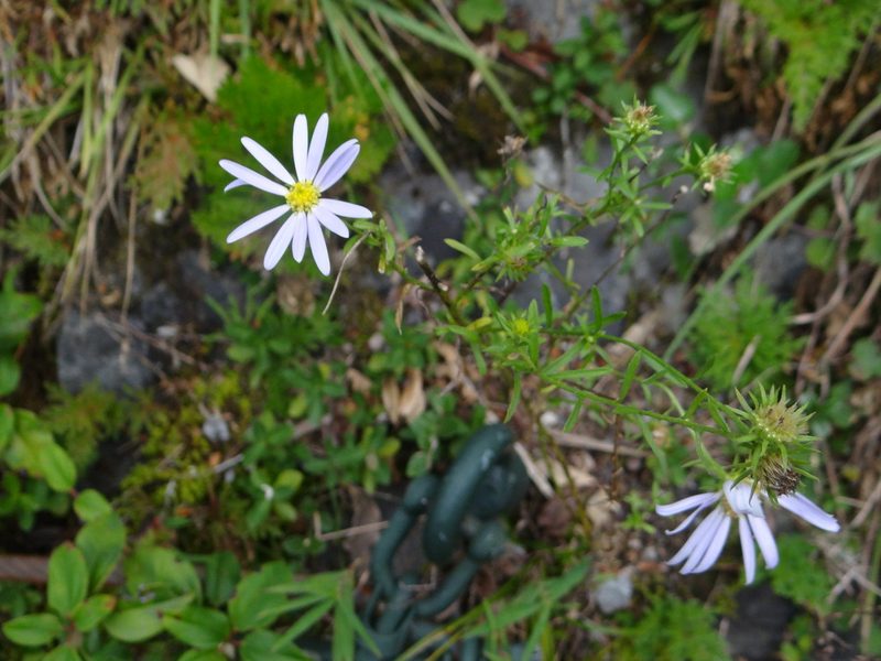 Aster hispidus, photographed by 呂一起(Lyu yi-chi)
