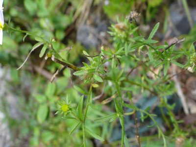 Aster hispidus, photographed by 呂一起(Lyu yi-chi)