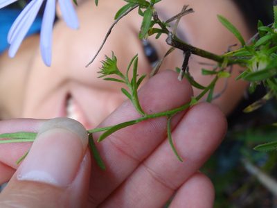 Aster hispidus, photographed by 呂一起(Lyu yi-chi)