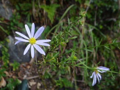Aster hispidus, photographed by 呂一起(Lyu yi-chi)