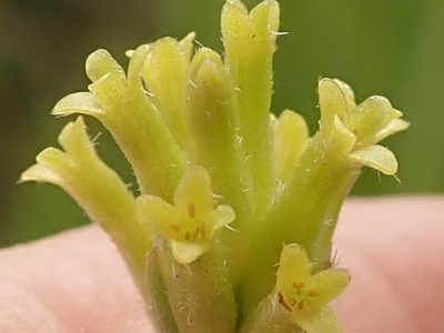 Gnidia phaeotricha, photographed by Peter Warren