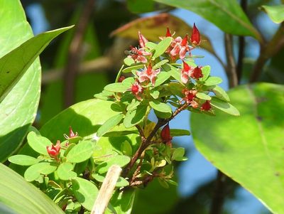 Hypericum calcicola, photographed by Neptalí Ramírez Marcial