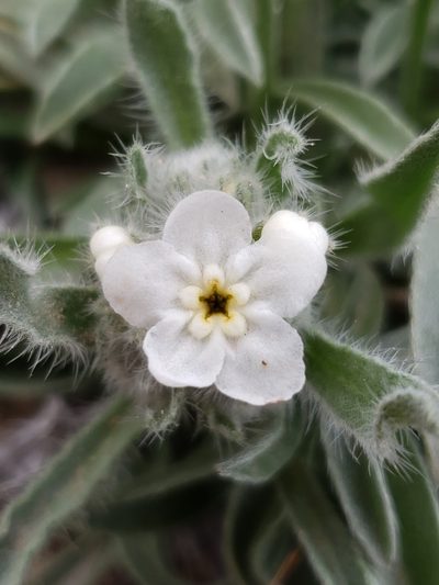 Oreocarya oblata, photographed by Alex Abair