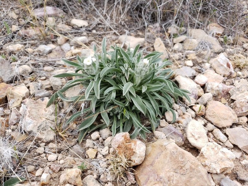 Oreocarya oblata, photographed by Alex Abair