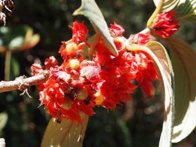 Glossoloma ichthyoderma, photographed by Lena Struwe