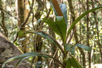 Dypsis hildebrandtii, photographed by lallen