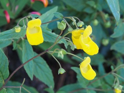 Calceolaria irazuensis, photographed by Lena Struwe