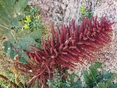 Gunnera talamancana, photographed by Lena Struwe