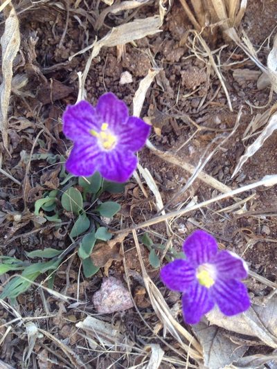 Bouchetia arniatera, photographed by Oscar C. González Martínez
