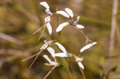 Diuris alba, photographed by Rolf Lawrenz