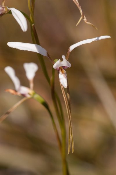 Diuris alba, photographed by Rolf Lawrenz