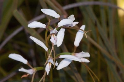 Diuris alba, photographed by Rolf Lawrenz