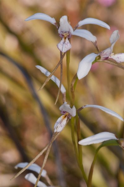 Diuris alba, photographed by Rolf Lawrenz