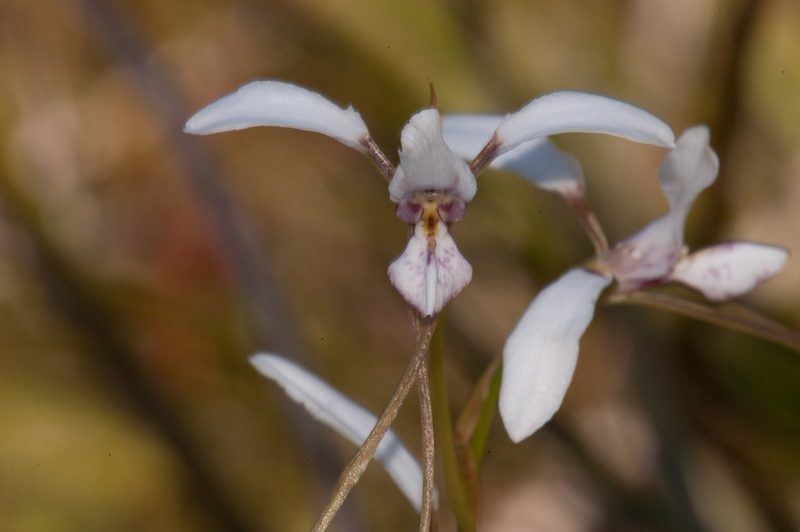 Diuris alba, photographed by Rolf Lawrenz