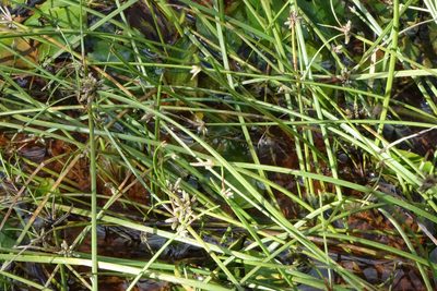 Isolepis distigmatosa, photographed by John Barkla