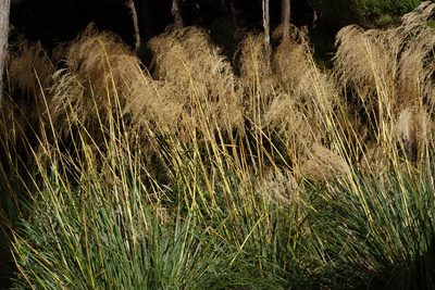 Chionochloa conspicua, photographed by John Barkla