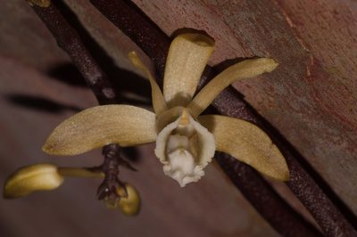 Erythrorchis cassythoides, photographed by Rolf Lawrenz