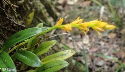 Bulbophyllum auriflorum, photographed by lallen