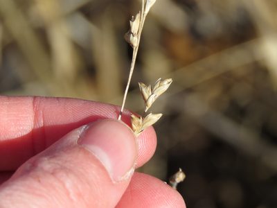 Diarrhena obovata, photographed by Katie Kucera