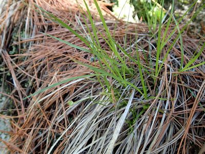 Carex umbellata, photographed by Rob Foster