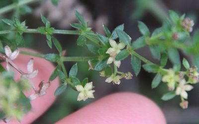 Galium nuttallii, photographed by Millie Basden