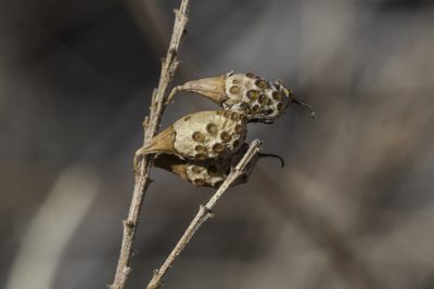 Parryella filifolia, photographed by Craig Martin