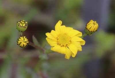Senecio californicus, photographed by Millie Basden