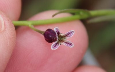Streptanthus heterophyllus, photographed by Millie Basden