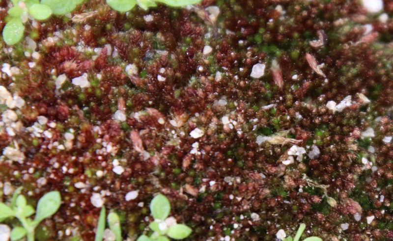 Gemmabryum vinosum, photographed by Millie Basden