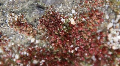 Gemmabryum vinosum, photographed by Millie Basden