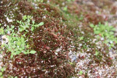Gemmabryum vinosum, photographed by Millie Basden
