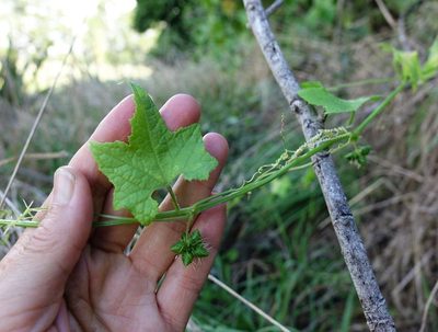 Sicyos australis, photographed by Jacqui Geux