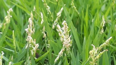 Zoysia matrella, photographed by Ong Jyh Seng