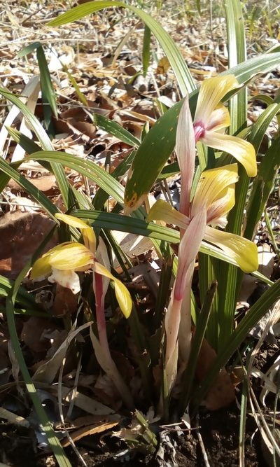 Cymbidium goeringii, photographed by Takashi KOIKE